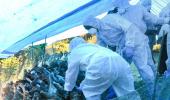 Bird flu outbreak: Centre issues advisory to 4 states