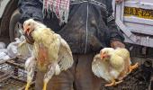 Maharashtra, Delhi among 9 states with bird flu