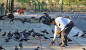 Over 1,000 bird deaths reported, govt issues advisory