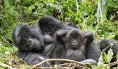 2 gorillas at US zoo test positive for COVID-19