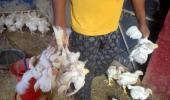 Delhi civic bodies lift ban on sale of chicken meat