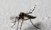 Maharashtra reports first case of Zika virus