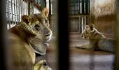 Lioness in TN zoo dies of Covid, 9 others infected