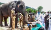 PHOTOS: Elephants get tested for COVID-19