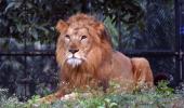 Another lion dies of Covid-19 at Chennai zoo