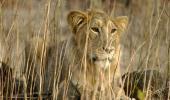 4 lions at TN zoo infected by Covid Delta variants