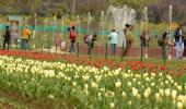 PHOTOS: Asia's largest tulip garden in Kashmir opens