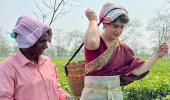 SEE: Priyanka joins in to pluck tea leaves in Assam