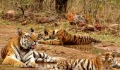 Ken-Betwa project: 'Tiger population won't survive'