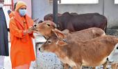 UP: Oximeters, thermal scanners for cows in gaushalas