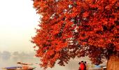 Nature Paints Kashmir In Vermilion