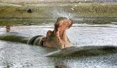 Yeh Hai India: Hippos Get Hot Too!