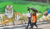 Yeh Hai India: Tiger On The Prowl?