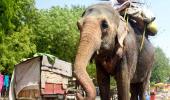 Yeh Hai India: Elephants Get Thirsty Too