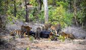 This Tigress Will Melt Your Heart