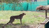 Why arrival of 12 more cheetahs to India being delayed