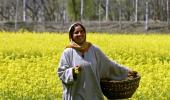 'GM Mustard Must Be Uprooted And Burnt'