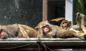 Yeh Hai India: How Monkeys Beat The Cold