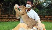 Aww! A lion cub and his human daddy