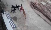 SEE: Minor girl bitten, dragged by stray dogs in MP