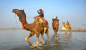 What are Camels Doing in the Ganga?