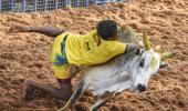 Jallikattu in Madurai: Bull kills teen, 59 injured