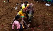 Jallikattu In Covid Times