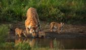 'Collarwali', tigress who gave birth to 29 cubs, dies