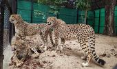 Cheetahs to make a comeback in India in August