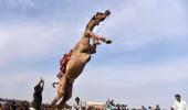 Seen Camels Perform Stunts?