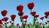 Kashmir's Tulips Celebrate 25 Years!