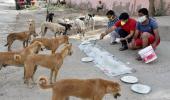 SC lifts stay on Delhi HC order on feeding stray dogs