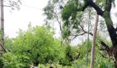 Thunderstorm uproots 290 trees in Delhi