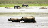 Yeh Hai India: How Rhinos Beat The Heat