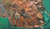 Cheetahs won't be relocated: Union min after 8th death