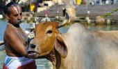 Karnataka asks temples to perform cow puja for Diwali