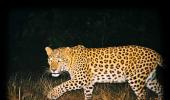 Shoot order for man-eater leopard after killing 7