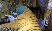 Maha: 'Conflict tiger' that killed 13 people captured