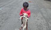 Infant mauled by stray dog in posh Noida society, dies