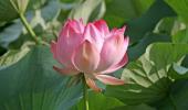 Lotus Blooms In Dal Lake