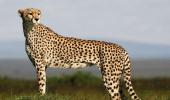 1st batch of S African cheetahs may reach India in Oct