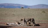 'India's Cheetah project on track, but doesn't mean...'