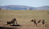 Modi to release 8 Namibian cheetahs on Sep 17