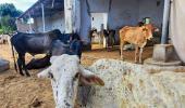 Safe to drink milk from LSD-infected cattle: Official