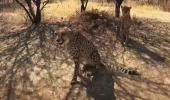 SEE: First look of India's new Cheetahs