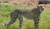 SEE: Namibian cheetah's first moments on Indian soil