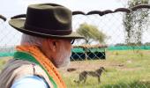 No serious efforts made to reintroduce cheetahs: PM