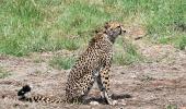 Not enough space for cheetahs in Kuno: WII ex-official