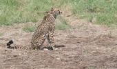 Cheetah adapting to new home after initial hesitation