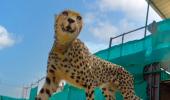 Cheetahs enjoy 1st meal in India, appear playful